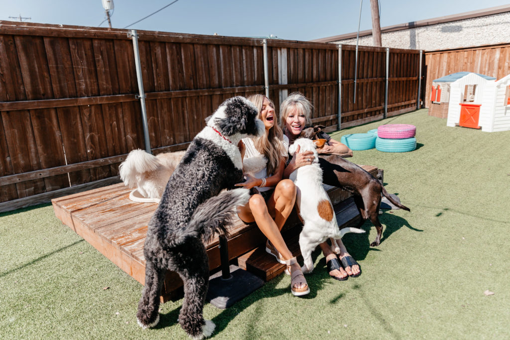 dani austin x clorox cody's friends rescue dallas dog free bed sleep without dogs